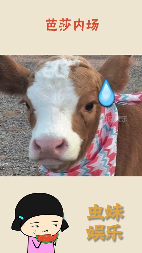 娱乐吃瓜酱胆小的考拉,揭秘娱乐圈那些鲜为人知的幕后故事